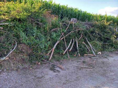 Golosek ob trim stezi, foto JK (1)